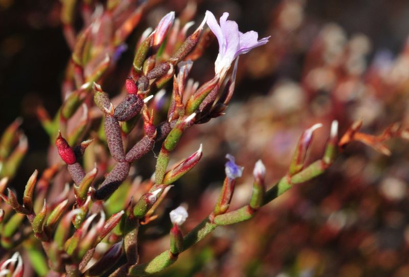 Limonium contortirameum